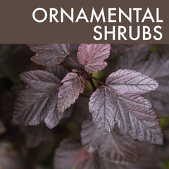 Ornamental Shrubs Link