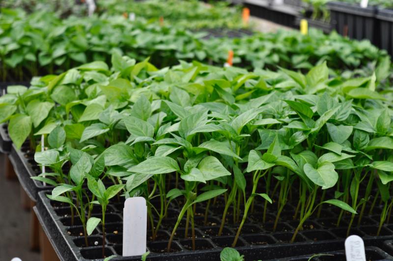 Pepper Seedlings at Sage Garden