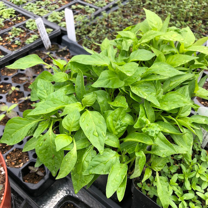 Peppers and other seedlings