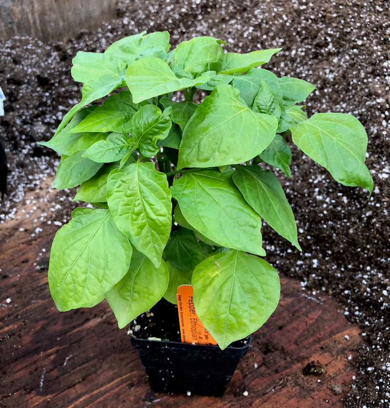 Peppers in community pot