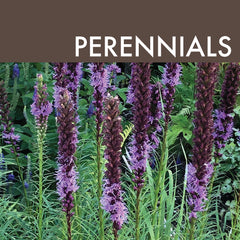 Perennials Link