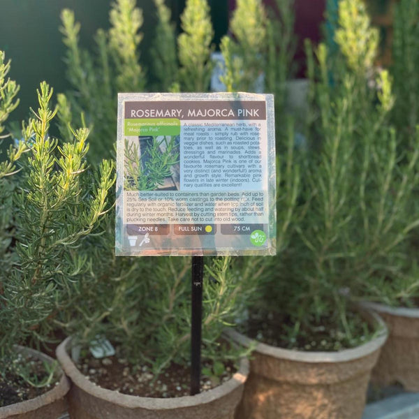 Rosemary at Sage Garden