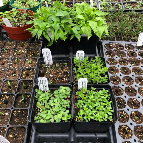 Seedlings in different formats
