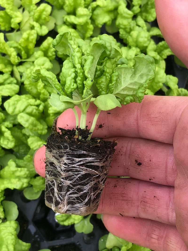 Tuscany basil seedling