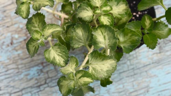 Variegated broadleaf thyme 