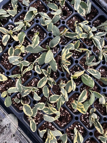 Variegated sage cuttings