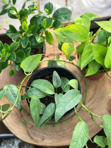 Propagated houseplants in 4 inch pots