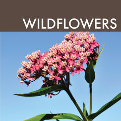 Wildflowers Link