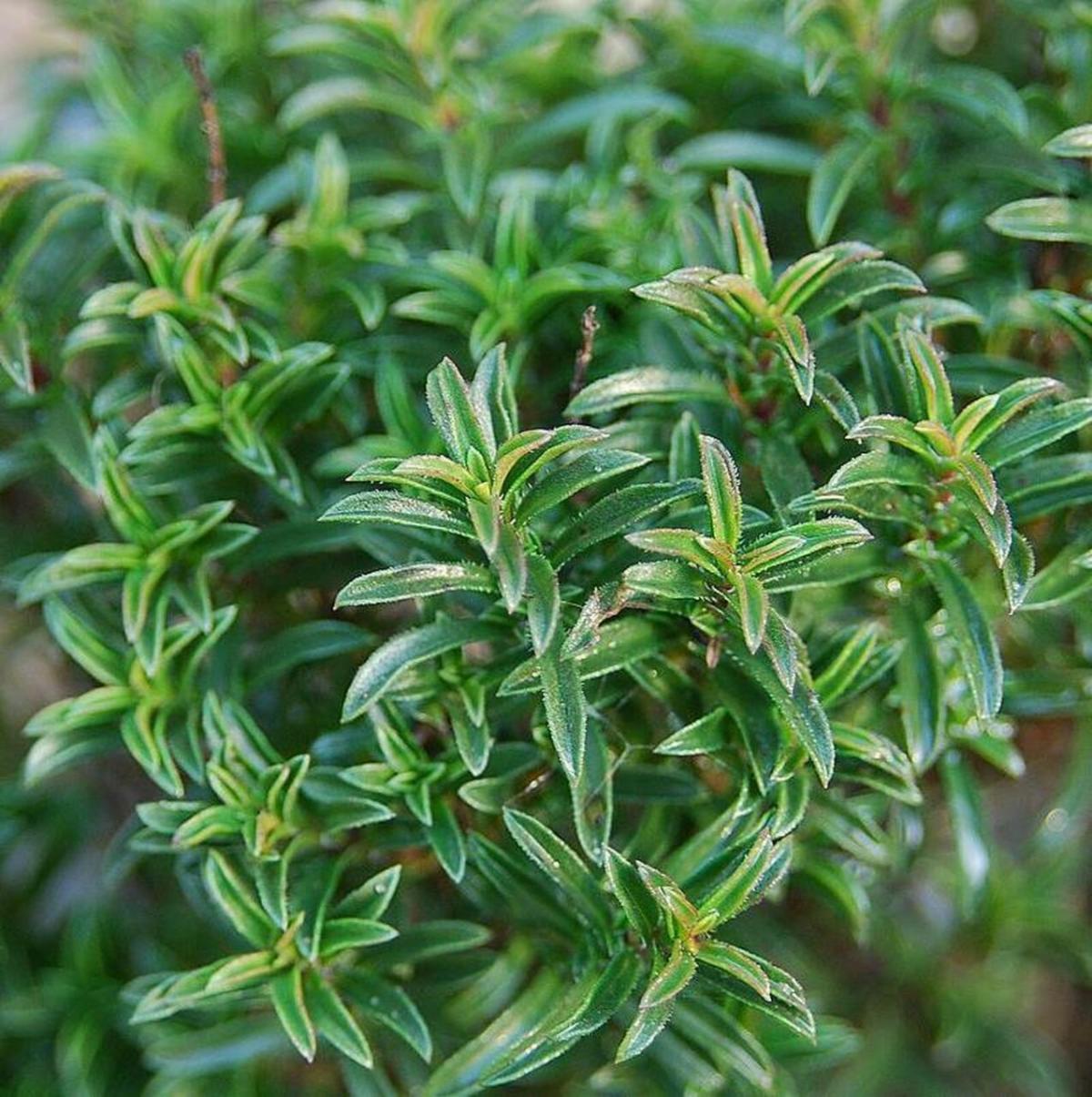 Winter lemon savory 