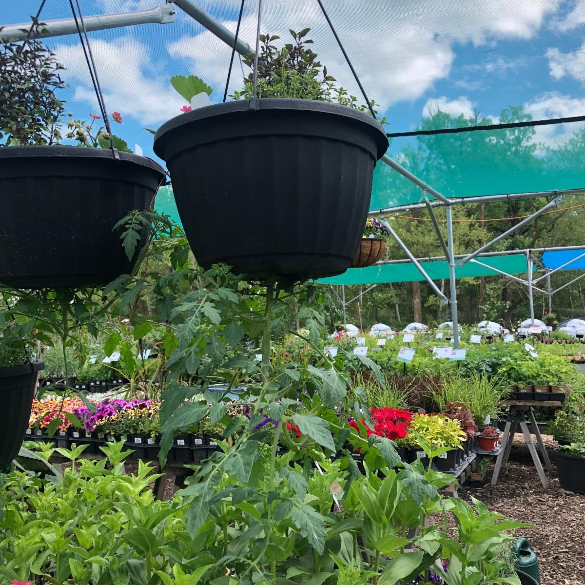 upside-down tomato pot 