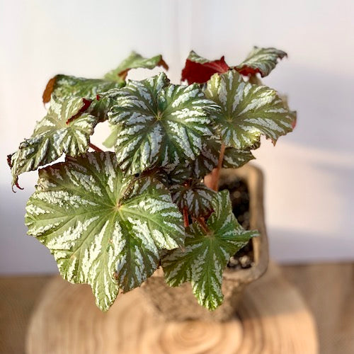 Rex Begonia Cool Breeze Glacier - Live Plant | Sage Garden