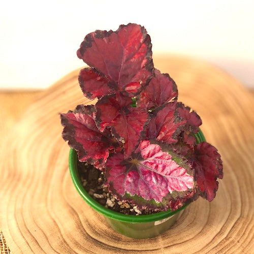 Rex Begonia Shadow King Pink - Live Plant | Sage Garden