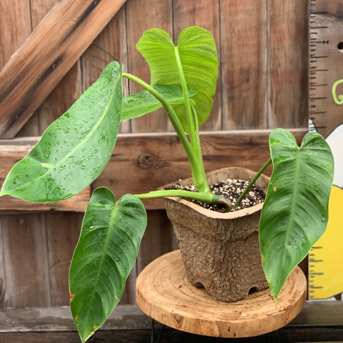 Live Plant - Philodendron Imbe