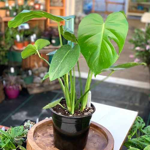 Monstera Deliciosa Live Plant Sage Garden