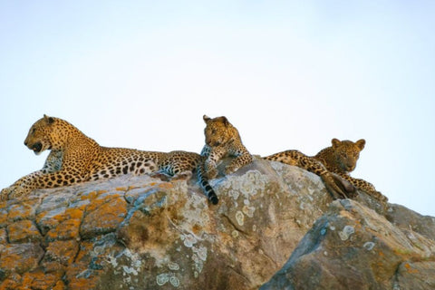 Leopard Sighting in Yala best place to camp in sri lanka