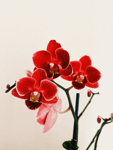 Orquídea Vermelha