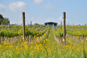 Buttercups and vines