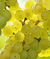 Harvest - Chardonnay bunch