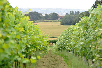 Vines and Oast house