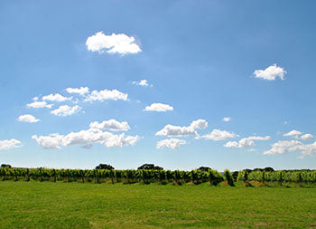 vines and cloud