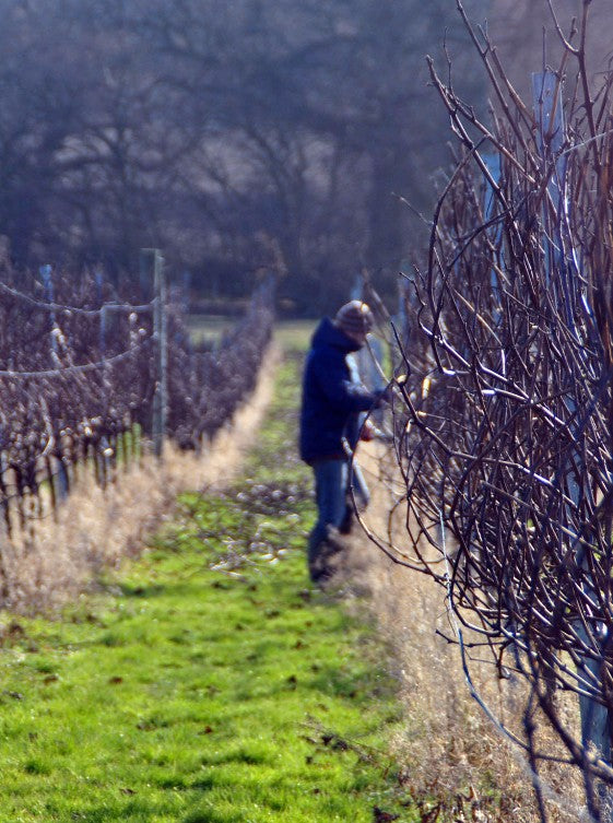 Pruning in the vineyard