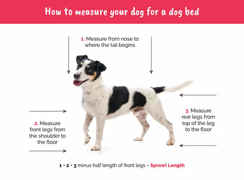 How to measure your dog for a bed