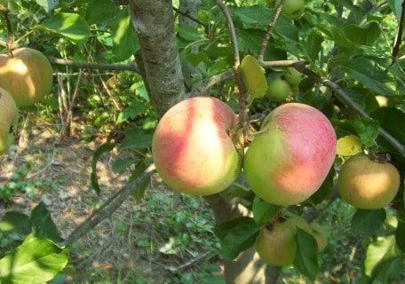 Organic Black Arkansas Apples