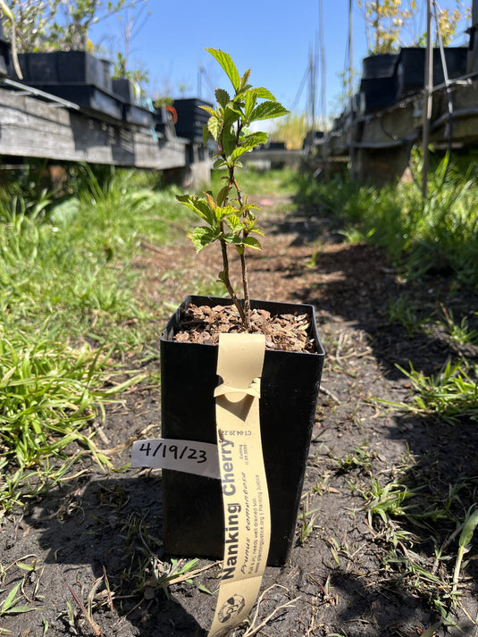 Yacon, Yellow Earth Apple Plant for Sale -  – Sow Exotic