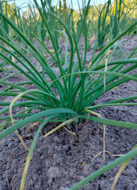 Afghan Gandana Perennial Leek – Planting Justice