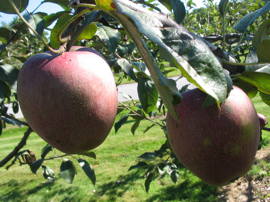 Organic Black Arkansas Apples — Melissas Produce