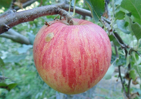 Organic Ashmead's Kernel Apples, 1 lb, Devoto Gardens