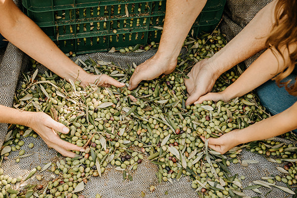 harvesting olive oil