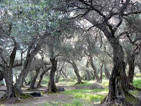 best olive trees for olive oil
