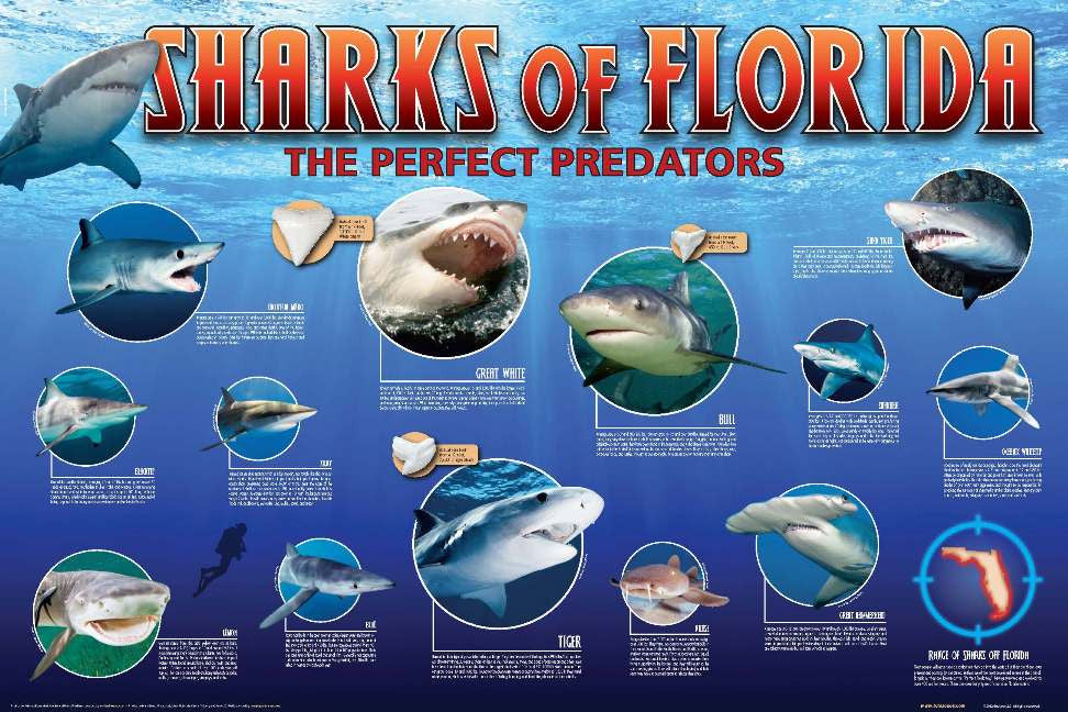 Sharks of Florida The Perfect Predators Sealake Products LLC