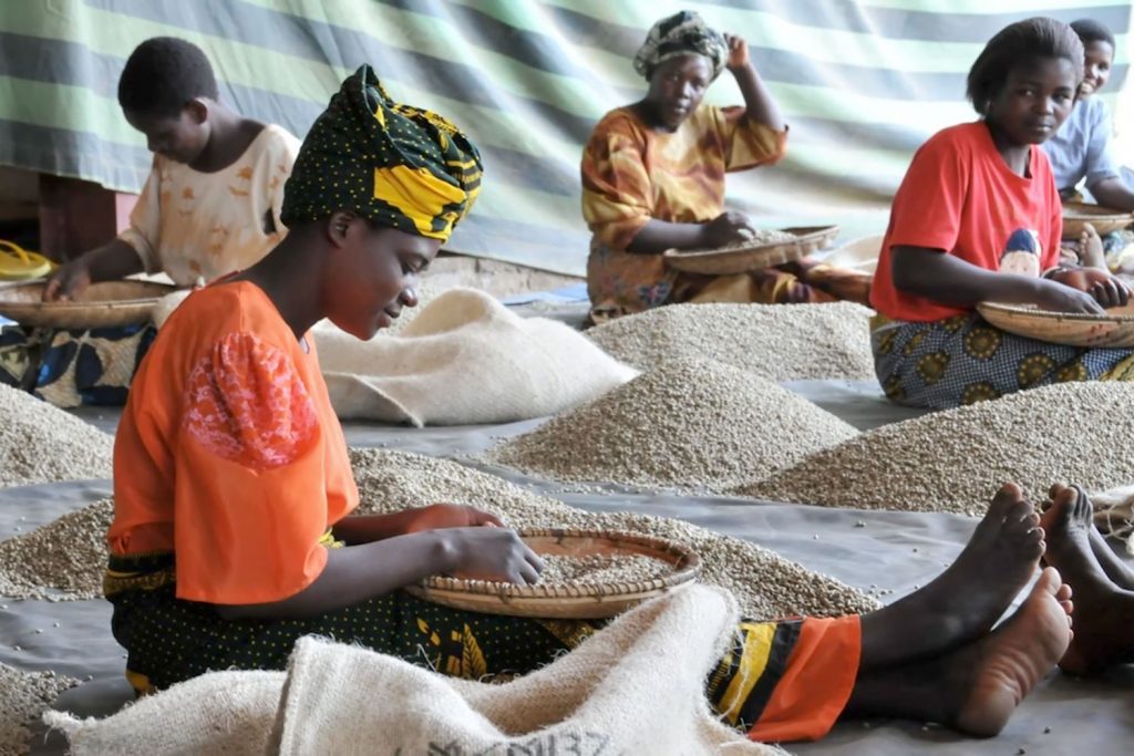African woman in a traditional head scarf is seated on the floor next to a large pile of green coffee beans. There are 4 other women behind her next to piles of their own. They all hold large baskets in their laps as they sort the beans. 