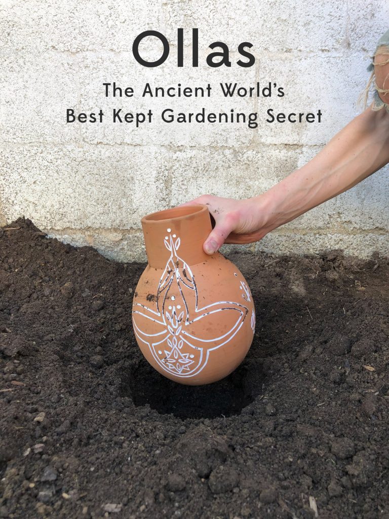 Gateway Garlic Farms - Ollas (pronounced “oy-yahs”) are unglazed  clay/terra-cotta pots with a bottle or tapered shape that are buried in the  ground with the top/neck exposed above the soil surface and