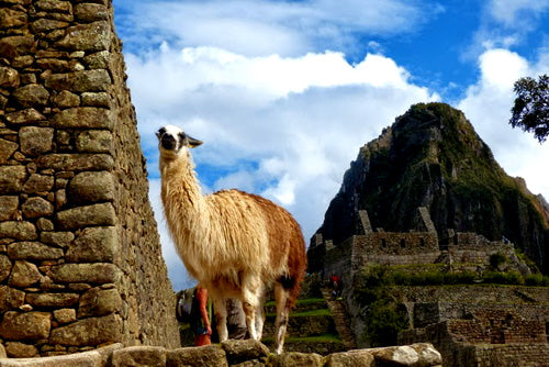 Machu Picchu Llama