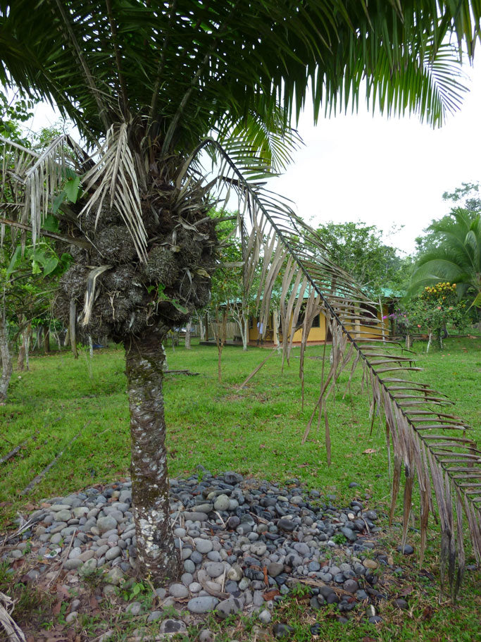 Phytelephas plant, meaning elephant palm stands in the foreground of a yard with a yellow house with green roof in the back. The seeds from the palm, called tagua, are often compared to the beauty and versatility of elephant ivory, the name is fitting.
