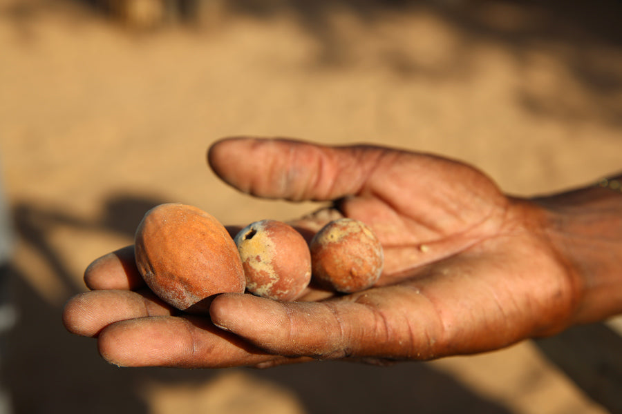 Marula Oil: The African Skin Care Secret That You Need to Add to Your Routine. 100% Pure, Natural & Fair Trade