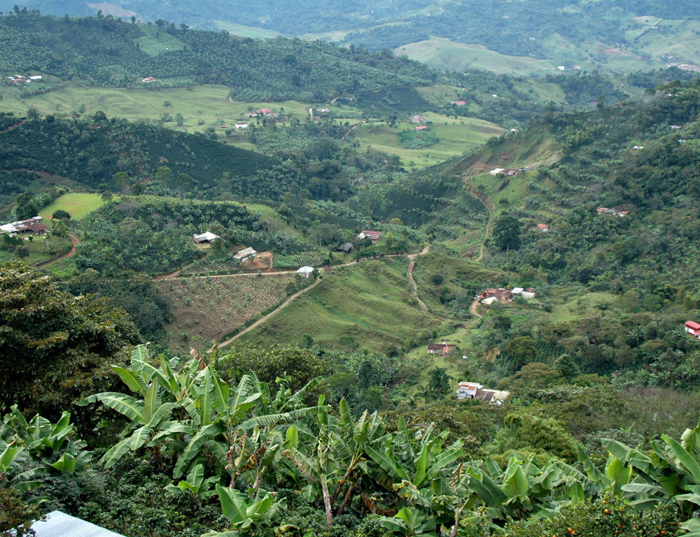 Coffee Landscape #LiveLifeFair