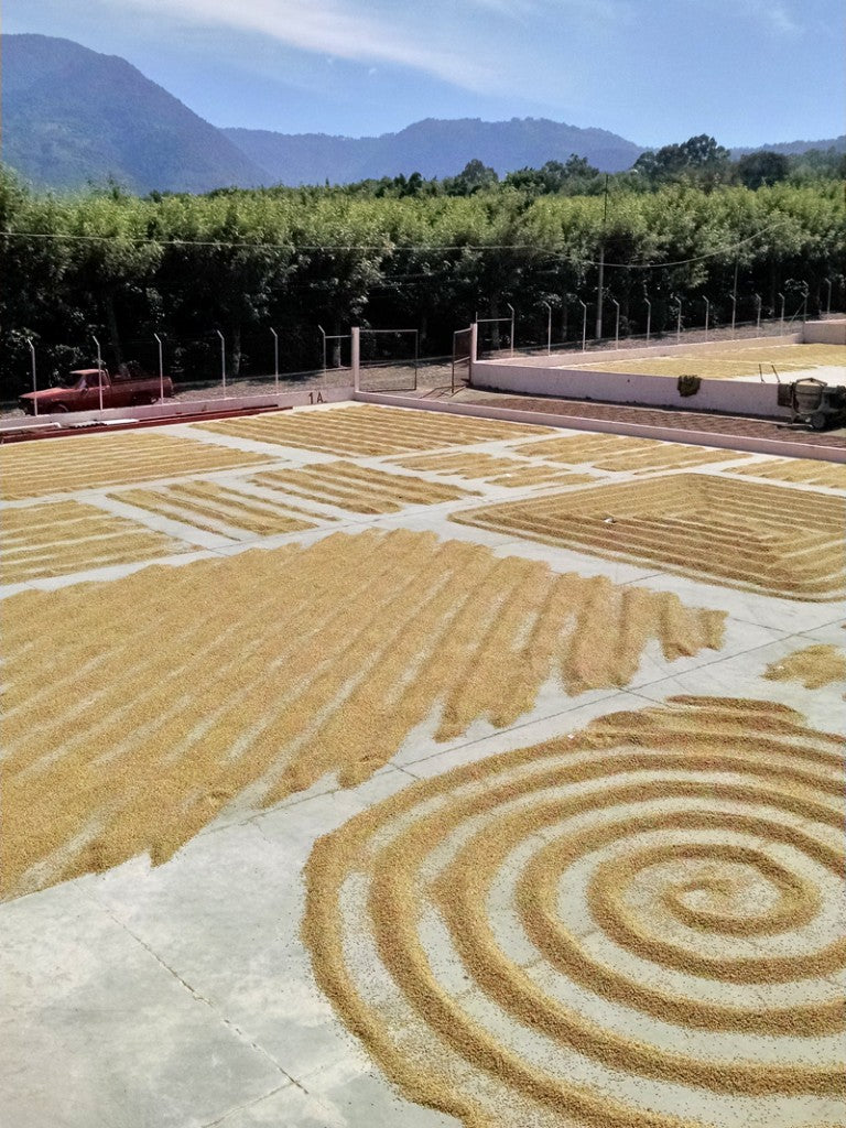 Coffee beans drying in the sun. #LiveLifeFair