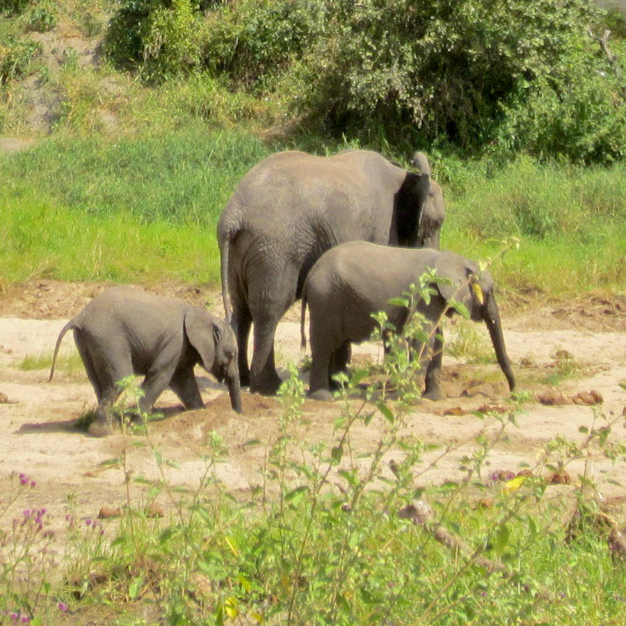 All things elephants. | Elephant Appreciation Day | Ten Thousand Villages #LiveLifeFair