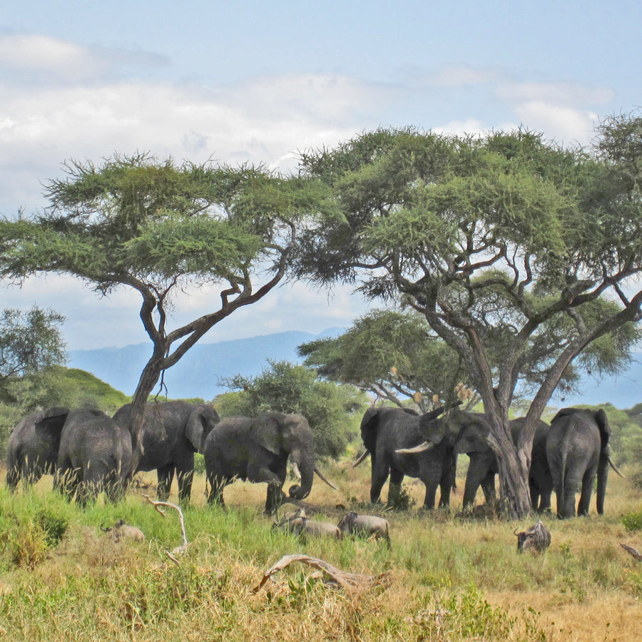 All things elephants. | Elephant Appreciation Day | Ten Thousand Villages #LiveLifeFair
