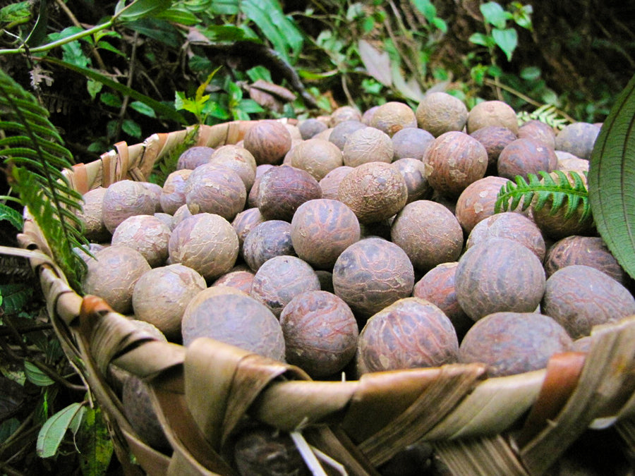 Image shows a natural fiber basket full of harvested tagua nuts. They are about the size of golf balls. Jungle plants surround the basket. 