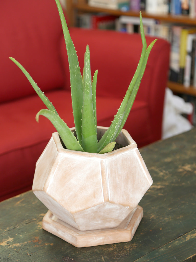 Snake Plant | Fair Trade Planter from Ten Thousand Villages — Your guide to happy healthy houseplants