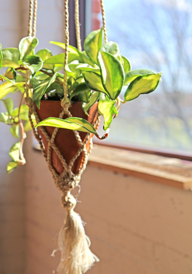 Hoya | Fair Trade Planter from Ten Thousand Villages — Your guide to happy healthy houseplants