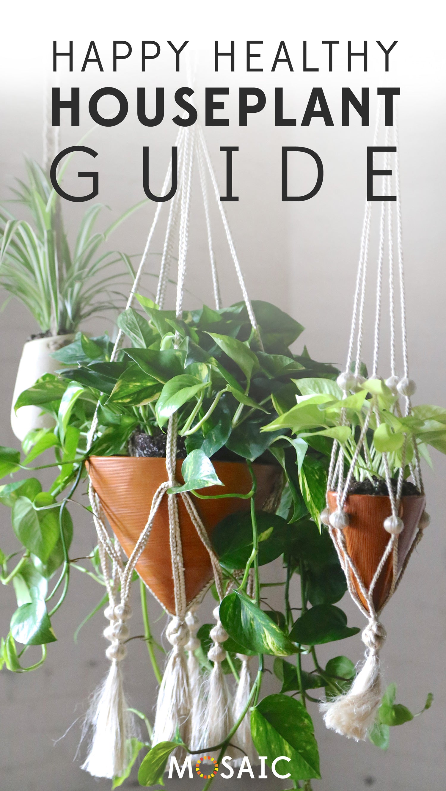 Snake Plant | Fair Trade Planter from Ten Thousand Villages — Your guide to happy healthy houseplants