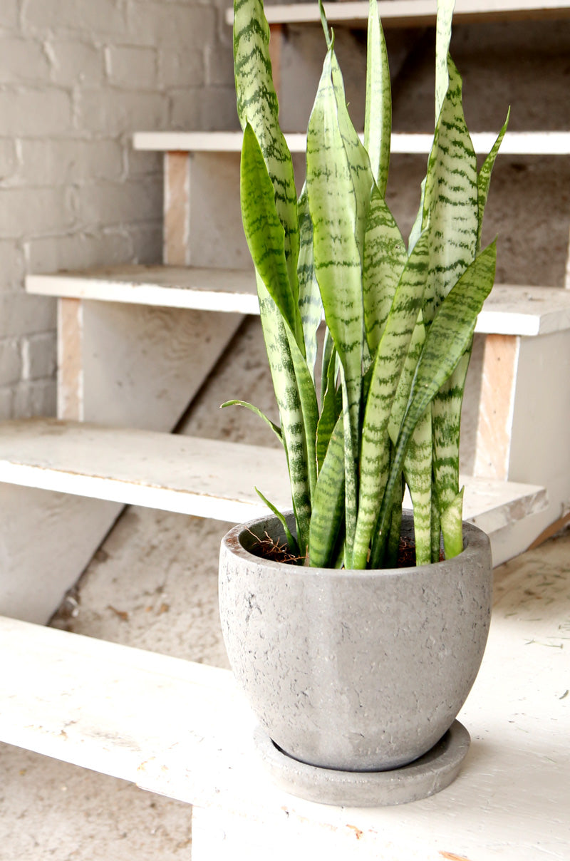 Snake Plant | Fair Trade Planter from Ten Thousand Villages — Your guide to happy healthy houseplants