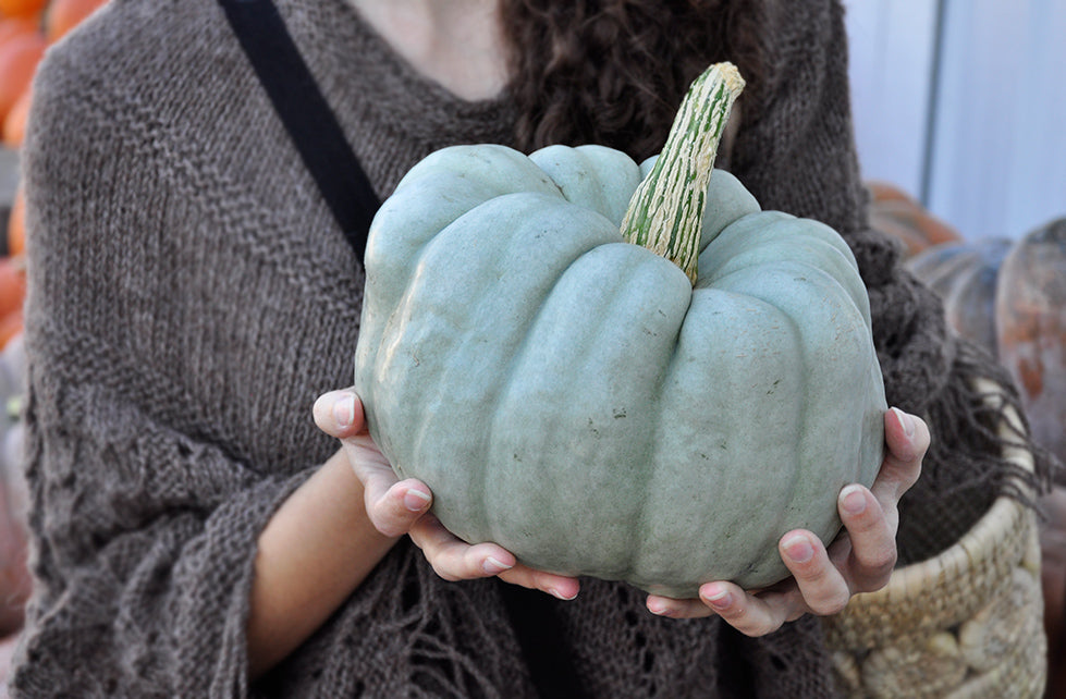 Thanksgiving Decorating, Fall decorating - harvest home - farmers market shopping - produce, gourds, pumpkin - cornucopia 