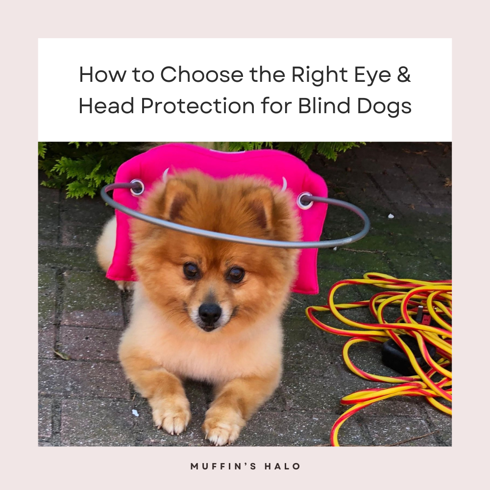 Eye and head protection for blind dogs